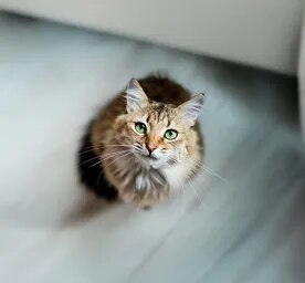 Understanding Your Cat's Psychology
