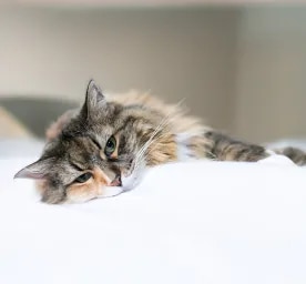 Unusual Cat Illness Symptoms To Watch Out For