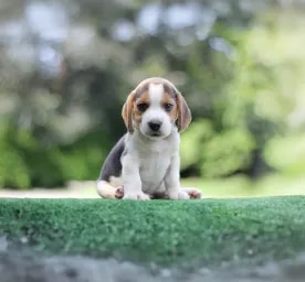 Unusual Dog Names for the New Pup in Your Life