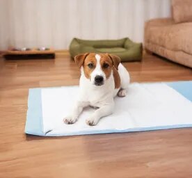 Urine Infections in Dogs