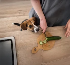 Vegetarian and Vegan Dog Food