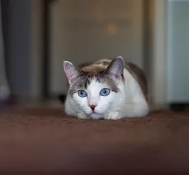 Vestibular Disease in Cats: Top Symptoms and Best Treatment