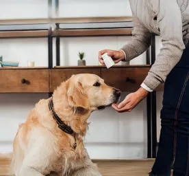 Vitamin B for Dogs