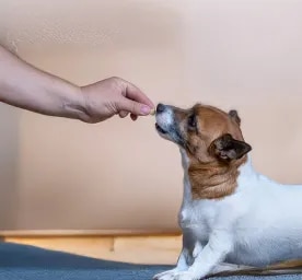 Vitamin C for Dogs 