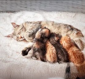 Weaning Kittens: The Easy Guide for New Owners