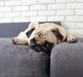 Weepy Eyes in Dogs