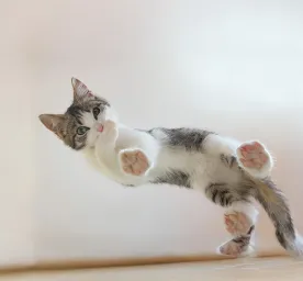 What Are Polydactyl Cats