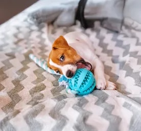 What Can Dogs Chew On