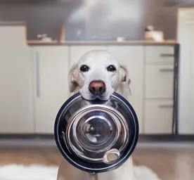 What Do Dogs Eat