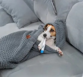 What Is a Normal Dog Temperature