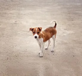 What to Do If You Found a Stray Dog?