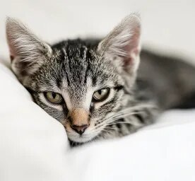 What to Do If Your Cat Goes Missing