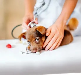 What to Expect on Your Puppy s First Vet Visit