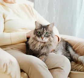 Why Adopt an Older Cat?