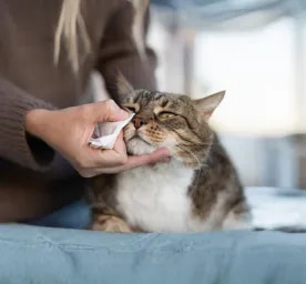 Why Are My Cat’s Eyes Watering