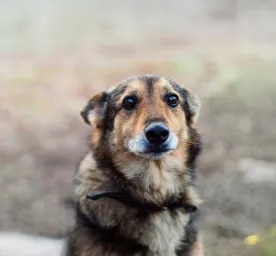 Why Are My Dog’s Eyes Red