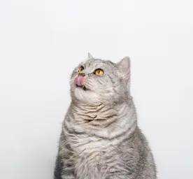 Why Do Cats Dribble