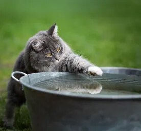 Why Do Cats Hate Water?