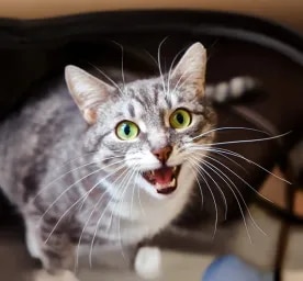 Why Do Cats Have Whiskers?