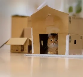 Why Do Cats Like Boxes?