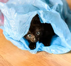 Why Does My Cat Eat Plastic; Possible Causes & Tips