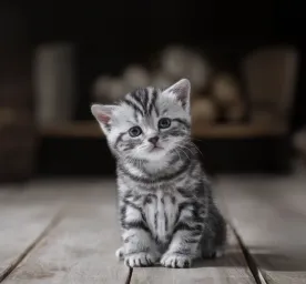 Why Is My New Kitten Not Eating