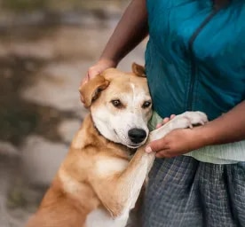 Why are dogs so loyal?