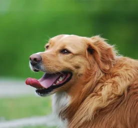 Why do dogs pant
