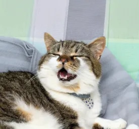 Why is My Cat Coughing
