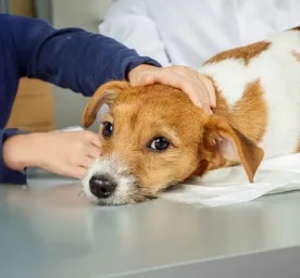Xylitol Poisoning in Dogs