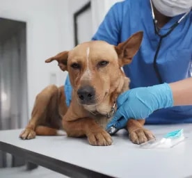 Yeast Infection in Dogs_Everything You Need to Know