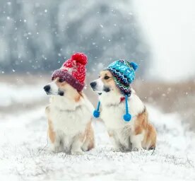 Hypothermia in Dogs: Symptoms and Treatment