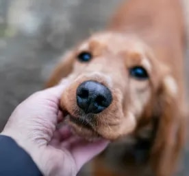 Is Your Dog’s Nose Dry? Here is What It Could Mean
