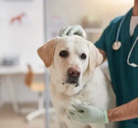 Kidney Failure in Dogs