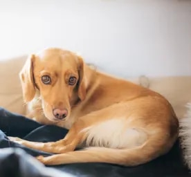 Pancreatitis in Dogs