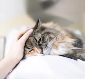 Pancreatitis in cats