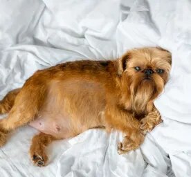 Phantom Pregnancy in Dogs: Symptoms and Causes