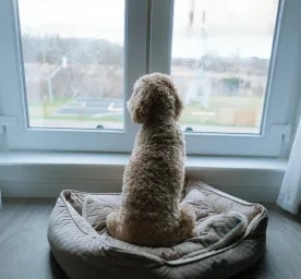 Puppy Separation Anxiety
