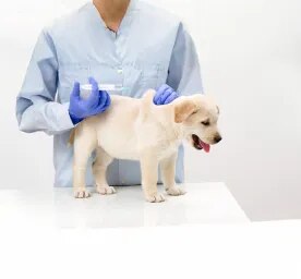 Vaccinations for Dogs and Puppies