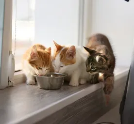 Wet or dry cat food?