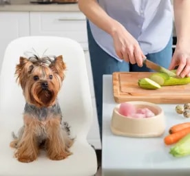 Can Dogs Live Off Homemade Dog Food?