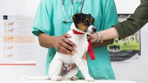 vet checking puppy's stomach