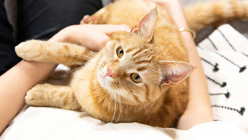 Cat lying on bed