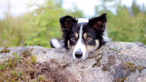 Border Collie with head on rock.