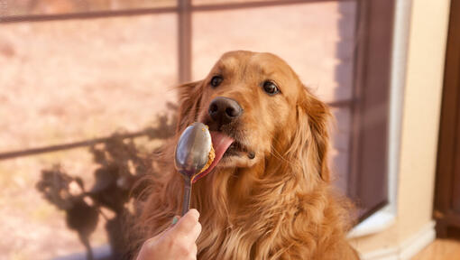 retriever licking peanut butter off a spoon