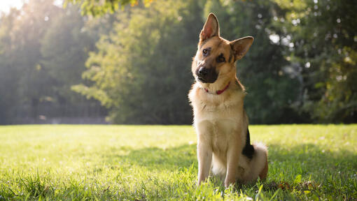 German Shepherd sitting under tree.