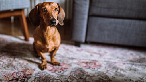 Brown Dachshund on carpet in front of grey chair