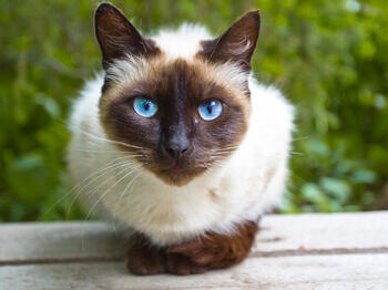 cat with blue eyes