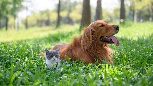 Dog and kitten in grass