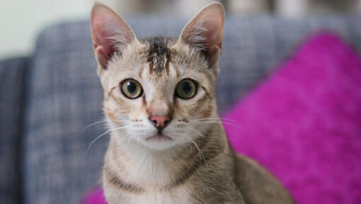 Egyptian Mau cat sitting on sofa with pink cushion behind.